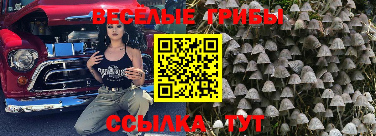 Большой Камень  Галлюциногенные грибы GOLDEN TEACHER  Вход с VPN 